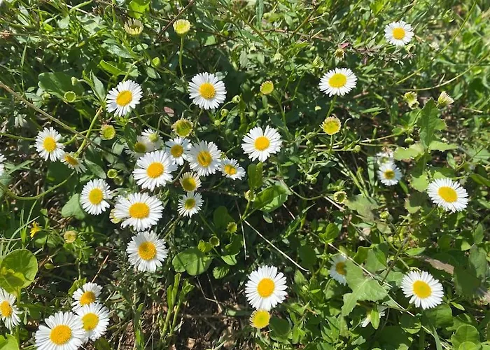 La Pampa Appartement Nîmes
